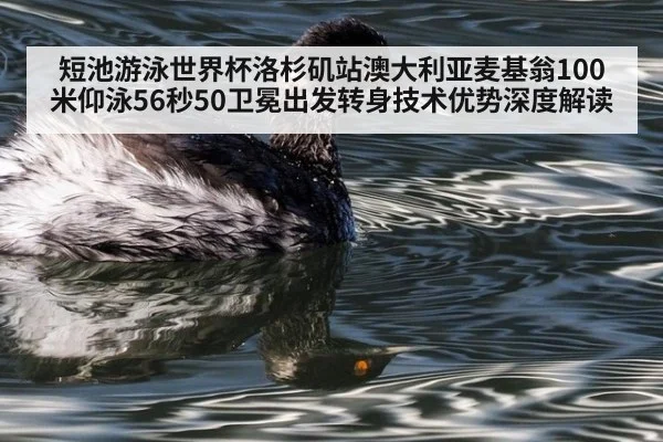 短池游泳世界杯洛杉矶站澳大利亚麦基翁100米仰泳56秒50卫冕出发转身技术优势深度解读
